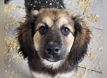 Julio ❤️ sozialer Jungrüde sucht dich!