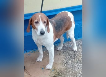 Linda, möchte endlich das Tierheim verlassen