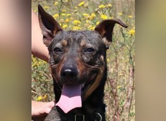 Leo, Mix Pinscher / Schäferhund , lieb und verträglich