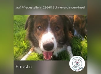 Fausto: sucht ein erfahrenes Zuhause in 29640 Schneverdingen/D