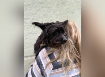 Bella, geboren 01.01.2015, 30cm sucht ihr Zuhause