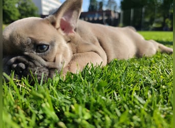 Welpe Reinsrassige französische Bulldogge Babys