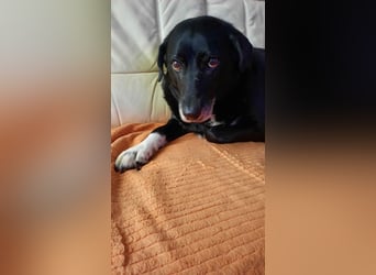 Dhalia - auf PS in 53797 Lohmar - liebe, freundliche Hundedame