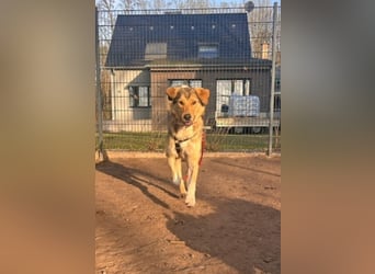 Aloma – deine neue beste Freundin sucht dich! (15859 Storkow (Mark)