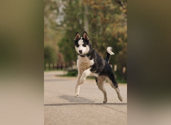 Lebensfroher Chico sucht sein Zuhause
