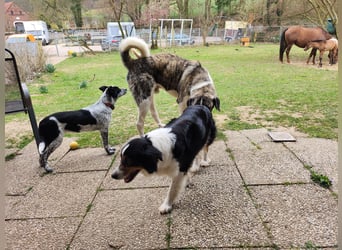 Transmontano  Herdenschutzhund / Wachhund