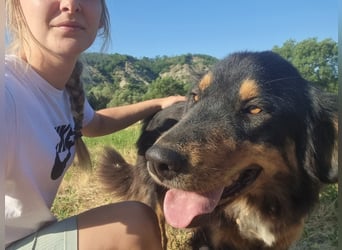 Kira – sozial, verschmust, wunderschön