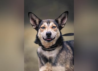 Dea, ca. 2 Jahre, 50 cm, wünscht sich ein aktives Hundeleben