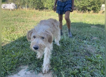 Jackline, süße Briard Hündin sucht …..