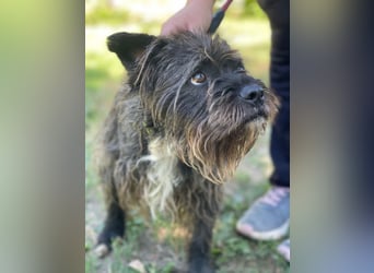Foxi LM - Zarter Hundejunge mit großem Herz sucht Vertrauen