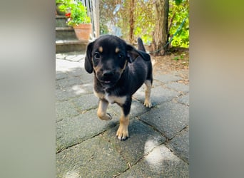 Niko, kleiner Entdecker 