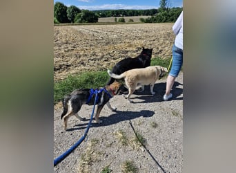 Sunny, menschenbezogen, sehr sozial, katzenverträglich