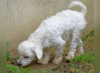 Marley 2, Malteser-Mischling