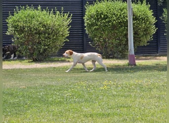 DUNA ❤️ liebevolle Pointer Mix Dame, Pflegefamilie Immenhausen