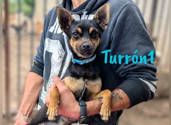 Turrón1 11/2023 (ESP) - sympathischer und aufgeschlossener, kleiner Pinscher-Mix!