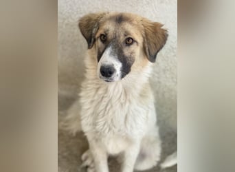 Renfri, geb. ca. 05/2024, lebt in GRIECHENLAND, im städt. Tierheim Serres