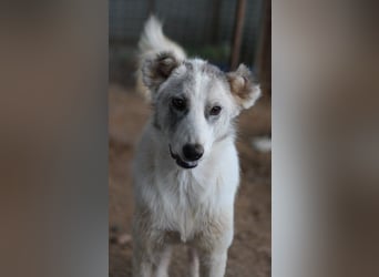 Drea, geb. ca. 09/2020, lebt in GRIECHENLAND, auf einem Gelände, Hunde werden notdürftig versorgt
