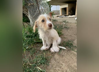 Sunny – kleines Hundemädchen sucht ihr Glück