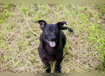 Sally – kleine Frohnatur sucht großes Herz ❤️