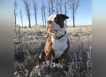 Amerikanische Bulldogge sucht ein zuhause