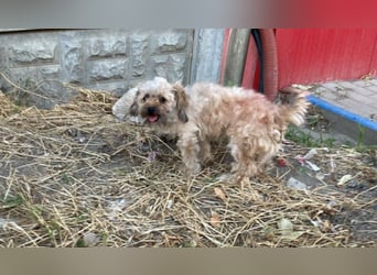 Winnie – kleiner Herzbube der seine Menschen sucht