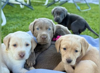 Labrador Welpen Weibchen Silber  Mädchen NRW Düsseldorf Viersen Köln