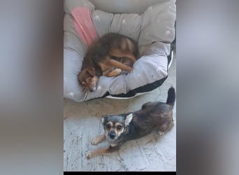 Pixie Chihuahua-Mix zuckersüße Zwerge