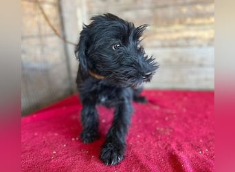 (R) ❤️ süße kleine MONTI - 6 Monate, 35cm/6kg - Schnauzer-Mix