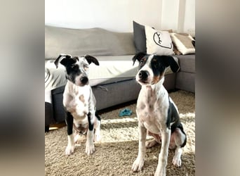 Hutch sucht aktive Familie