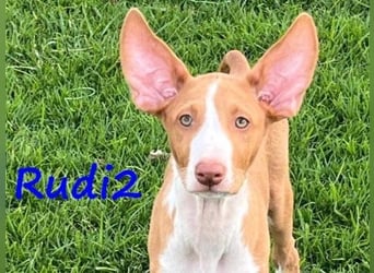 Rudi2 geb. 03/2025 (ESP) - sportlicher Podenco Ibicenco Welpe!