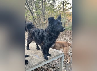 Kuschelkönigin CAPRI liebt die Nähe der Menschen sehr