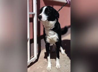 Border Collie Mischlings Piko wünscht sich ein zuhause