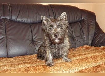 Cairn-Terrier-Welpen von-der-Iburg bietet sehr schönen Rüden