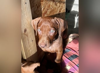 Rhodesian Ridgeback Welpen mit Papieren -Livernose-