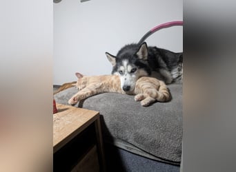 Siberian Husky Notfall dringend kinderlieb katzenverträglich lieb