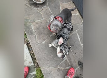 Süsse Frenchies werden in ca 8-12 Wochen nach der Geburt abgegeben