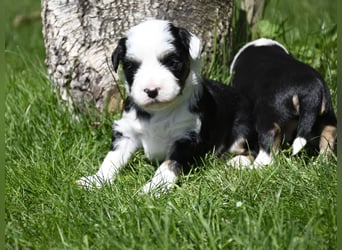 traumhaft hübscher Tibet Terrier Welpen aus erfahrender Zucht  sind geboren dürfen im Juni ausziehen