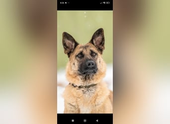 Schäferhund Mischling Kewin sucht ein liebevolles Zuhause