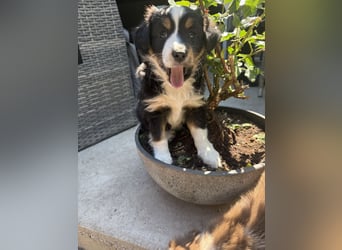 Mini Australien Shepherd Welpen suchen Traumzuhause