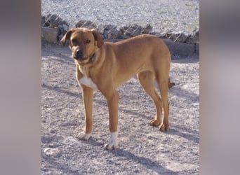 CHICA, Hündin, Boxer-Rhodesian Ridgeback-Mix, geb. ca. 09.2017, SH: ca. 55 - 60 cm, TH Sierra Nevada