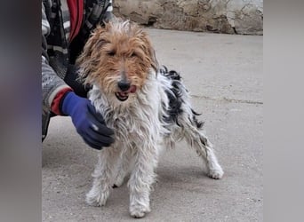 FOXTERRIER MOCSING SUCHT DRINGEND SEINE FAMILIE
