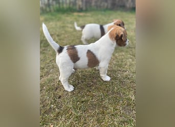 Jack Russell Terrier tricolor reinrassig