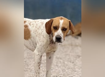 Cooper, hofft auf eine Chance
