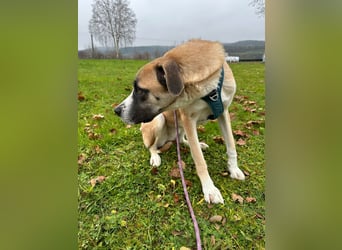 Tilda – stolze Beschützerin mit großem Herz und noch größerem Charakter