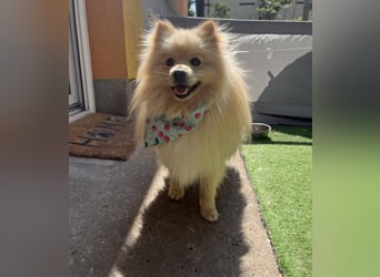 Barney2 SR – kleiner Charmeur sucht beständiges Zuhause