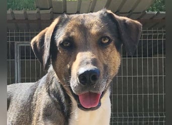 ROBI❤️zauberhafter, lieber Hundejunge, zurückhaltend und sozial