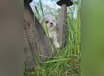 Shih Tzu Mix Welpen vom 18.03.25