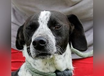Casimo, Mix Labrador / Pointer, lieb und sozial