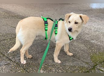 Kleiner Hundebub Sammy im Saarland