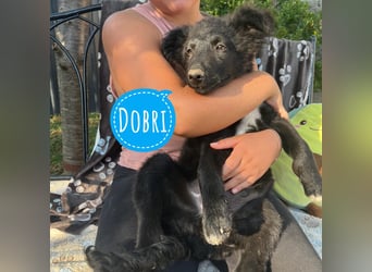 Dobri ein kleiner Spatz